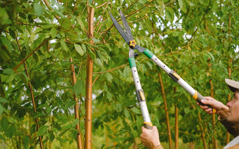 Tree trimming in Bosque Farms, NM